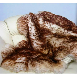 viegli krāsota aitāda ar vidēji garu vilnu